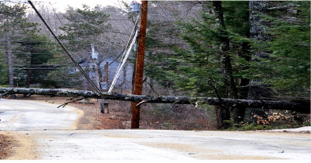 Fallen tree across powerline creates electrical blackout